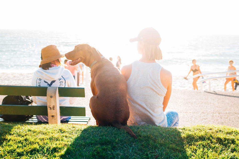 Comment bien protéger son chien de la chaleur ?