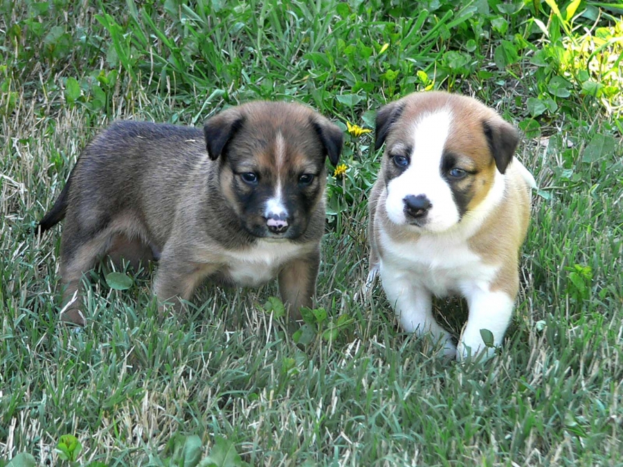 Propreté du chiot : comment lui apprendre ?